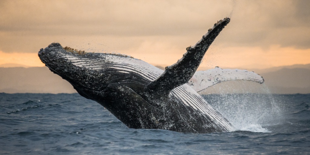 Luxury Indian Ocean Madagscar Festival de Baleines