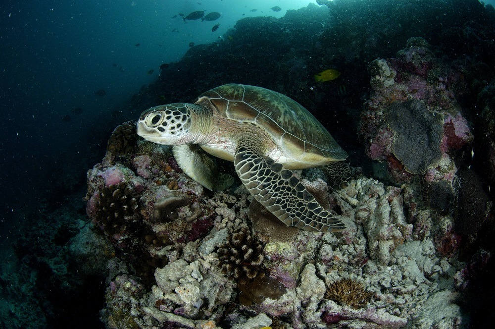 Luxury Indian Ocean Tortue verte, Chelonia mydas. Atoll d’Aldabra © Seychelles Islands Foundation
